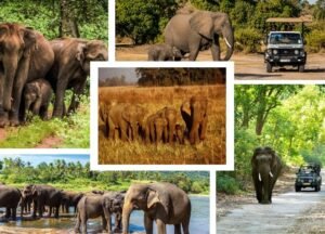 Elephant SOS Tour