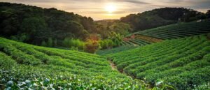 Munnar Tour Package