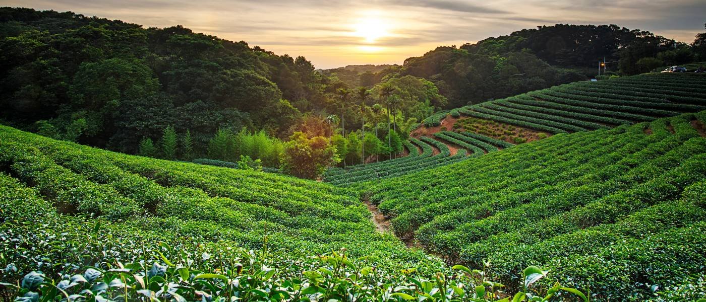 Munnar Tour Package
