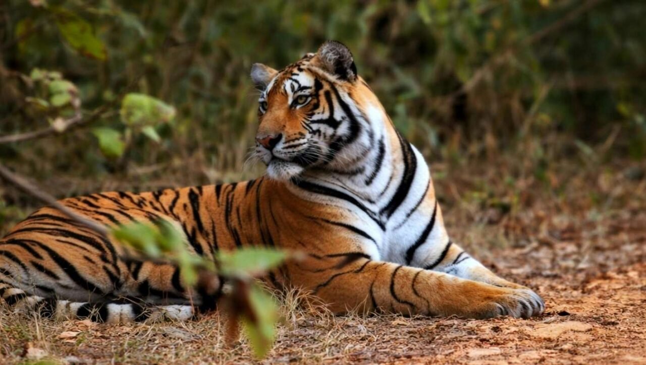 ranthambore