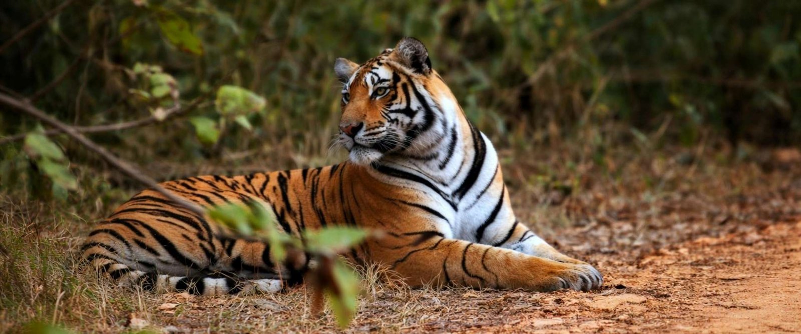 Golden Triangle Tour with Ranthambore