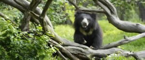 Wildlife SOS Bear Rescue Tour